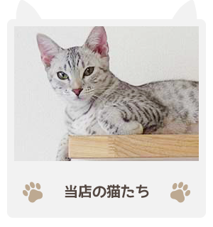 当店の猫たち