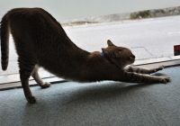 【家庭に入りました】しんのすけ